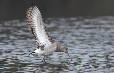 Black-tailed Godwit doing Yoga...