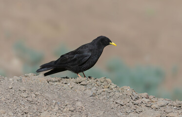 Have you seen a crow species like this.... Alpine Chough