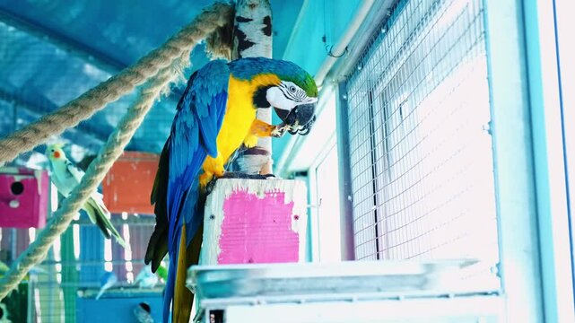 Blue and yellow macaw parrot eats grain sitting in aviary. Holds food in paw. Close-up side view. Slow Motion. High quality 4k footage