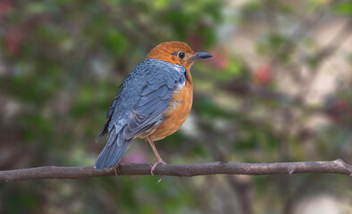 Orange-headed Thrush -  a brightly-colored ground-dwelling thrush.
