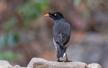 Jungle Myna - A dark gray starling with white vent and wing patches, yellow-orange bill and legs.