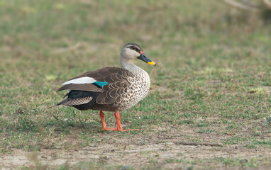 A duck outside the water pong.. Indian Spot-billed Duck