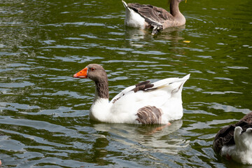 duck, bird, water, nature, wildlife, lake, animal, pond, swimming, wild, 