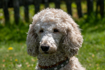 Königspudel, royal poodle