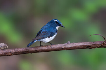 A beautiful Ultramarine Flycatcher sitting in a perch right after bath