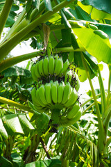 Banana Grove Filled with Nam Wah Bunches: A Beautiful Scene of Agricultural Abundance