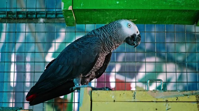 Gray african parrot sits in aviary of zoo. Close-up side view. High quality 4k footage