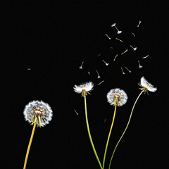 dandelion on black