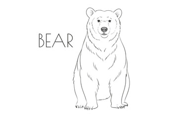 Illustration of a Animal - Bear, Mammalia