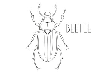 Illustration of a Animal - Beetle, Insecta