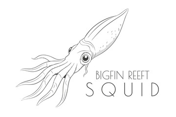 Illustration of a Animal - Bigfin Reef Squid, Cephalopoda