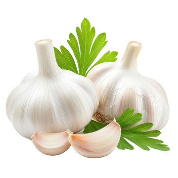 Fresh garlic isolated on a white background. PNG