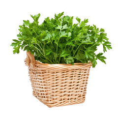 Fototapeta premium Basket of parsley, isolated on a white background. PNG