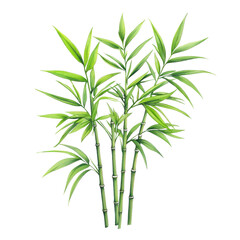 Fototapeta premium Simple watercolor sugarcane, isolated on a white background. PNG