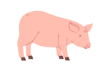 Pig, domestic farm animal, rural country livestock. Swine, countryside village fauna. Piggy, domesticated piglet walking, side view. Flat graphic vector illustration isolated on white background