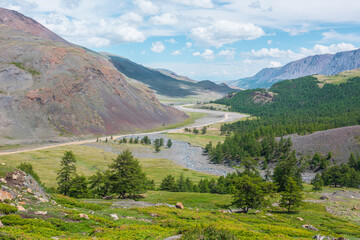 Scenic vast sunny top view from pass with rich green plants and coniferous trees to wide valley with long mountain river to horizon. Sunlit vivid lush alpine flora. Creek flows into river in sunlight.