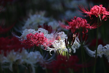 Spider-lily  with a bewitching flowersJapanese atmosphere