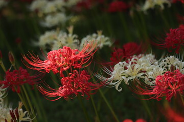 Spider-lily  with a bewitching flowersJapanese atmosphere
