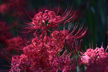 Spider-lily  with a bewitching flowersJapanese atmosphere