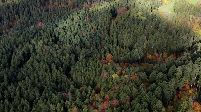 Aerial view of autumn trees on a sunny day in the Black Forest, Baar, Heuberg, Baden-W&uuml;rttemberg, Germany