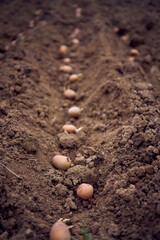 the process of planting potatoes using plows in rows