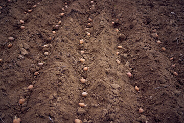 the process of planting potatoes using plows in rows
