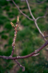the first spring sprouts of a walnut tree