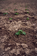 the process of planting potatoes using plows in rows