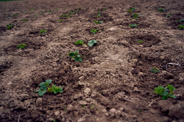 the process of planting potatoes using plows in rows