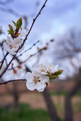 Apricot flowers on a tree, background