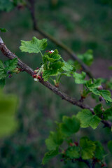 the first spring buds of black currants