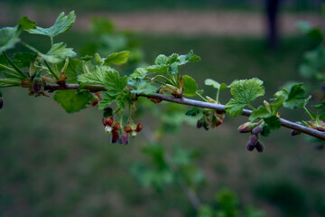 the first spring buds of black currants