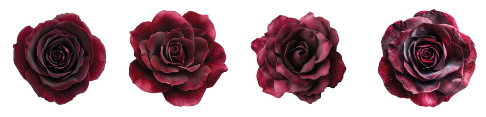 Beautiful dark roses in varying shades on a white background Transparent Background. © Pngs 