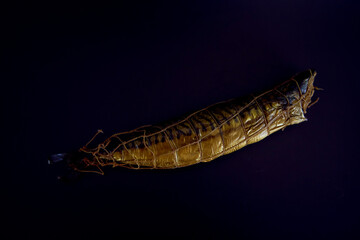 Appetizing hot smoked golden mackerel on a black background