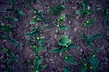 green unopened tulips planted in rows, plant background