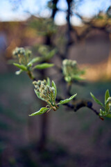 the buds and the first leaves of a pear tree in the garden