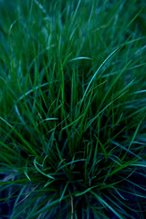 texture of fresh green grass, background