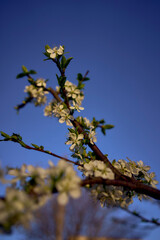 sour cherry blossom on the background of the sky at dawn