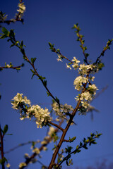 sour cherry blossom on the background of the sky at dawn