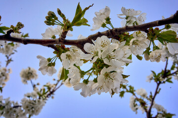cherry blossom on the background of the sky at dawn