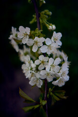 a sour cherry blossom in sunset