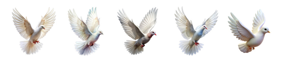 Obraz premium Collection of white Pigeon or dove 3d icon Flying Dove set isolated on transparent background cutout PNG