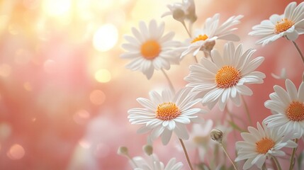 White Daisies Blooming in Soft Pink and Yellow Bokeh