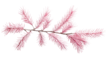 Pine twig on a white transparent background