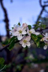 delicate pink blossom of apple trees, texture, background