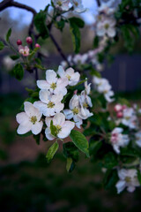 delicate pink blossom of apple trees, texture, background