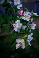 delicate pink blossom of apple trees, texture, background