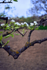 pear branch with blossom