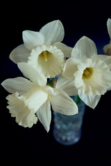 Fototapeta premium daffodils in a crystal vase on a black background