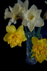 daffodils in a crystal vase on a black background